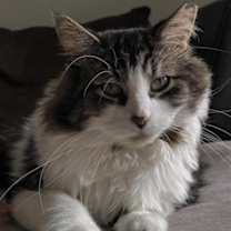 Thumbnail photo of Louis-Thomas #1