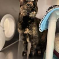 Thumbnail photo of Stormy #2