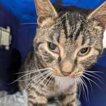 Thumbnail photo of Alien #2