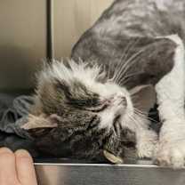 Thumbnail photo of Louis-Thomas #2