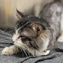 Thumbnail photo of Louis-Thomas #3