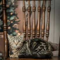 Thumbnail photo of Wizard #1