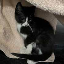 Thumbnail photo of Pergola #2