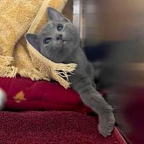 Thumbnail photo of Pavillion #3