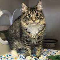 Thumbnail photo of Bitcoin #1