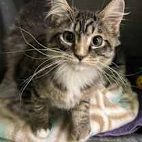 Thumbnail photo of Bitcoin #2