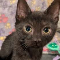 Thumbnail photo of Carmen md #3