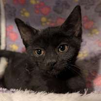 Thumbnail photo of Cleo md #3