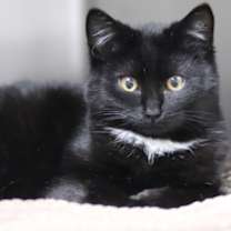 Thumbnail photo of Cupcake #3