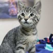 Thumbnail photo of Afton #1