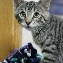 Thumbnail photo of Afton #2