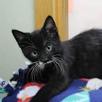 Thumbnail photo of Freddy #2