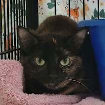 Thumbnail photo of Oogie #2