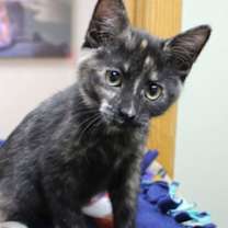 Thumbnail photo of Bonnie #2