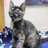 Thumbnail photo of Foxy #2