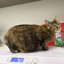 Thumbnail photo of Virginia #1