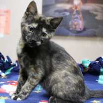 Thumbnail photo of Foxy #3