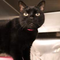 Thumbnail photo of Bella #2