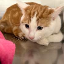 Thumbnail photo of Creamsicle #3