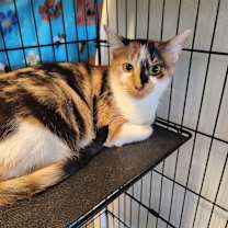 Thumbnail photo of Poinsettia 1790-25 #1