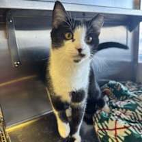 Thumbnail photo of Irving #3