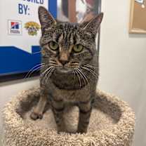 Thumbnail photo of Santander #3