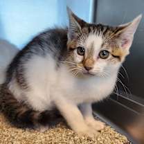 Thumbnail photo of Matilda #1