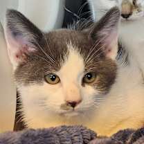 Thumbnail photo of Moss #1