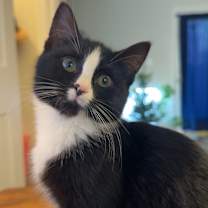 Thumbnail photo of Mercedes #1