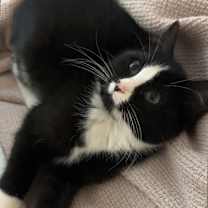 Thumbnail photo of Mercedes #2