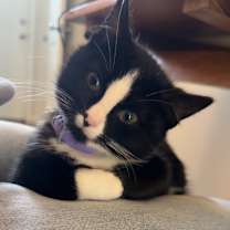 Thumbnail photo of Mercedes #3