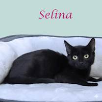 Thumbnail photo of Selina C25-228 #3