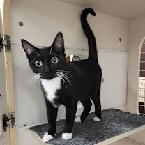 Thumbnail photo of Sylvester #2