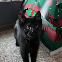 Thumbnail photo of Rocky #1