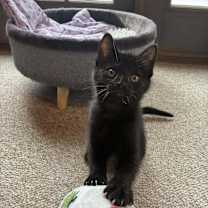 Thumbnail photo of Rocky #2