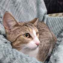 Thumbnail photo of Apple =^.^= #3