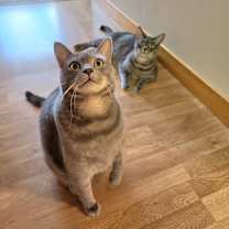 Thumbnail photo of Sisu #4