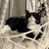 Thumbnail photo of Merry #1