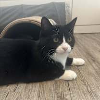 Thumbnail photo of Merry #3