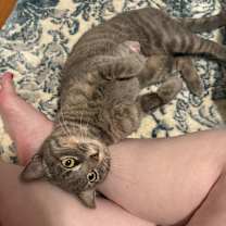 Thumbnail photo of Bartlett Pear #1