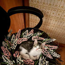 Thumbnail photo of Randy #3