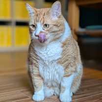 Thumbnail photo of Dougie #3