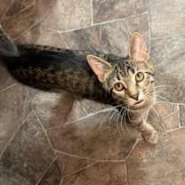 Thumbnail photo of Bobo #2