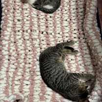 Thumbnail photo of Bobo #4