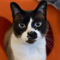 Thumbnail photo of Monkey #1