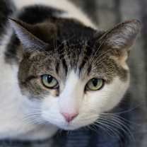 Thumbnail photo of Nelson #1