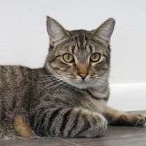 Thumbnail photo of Violetta #1