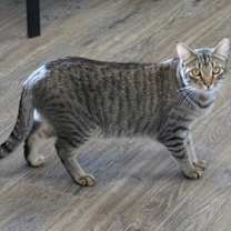 Thumbnail photo of Violetta #2