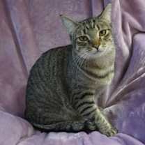 Thumbnail photo of Violetta #3