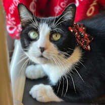 Thumbnail photo of Rose #1